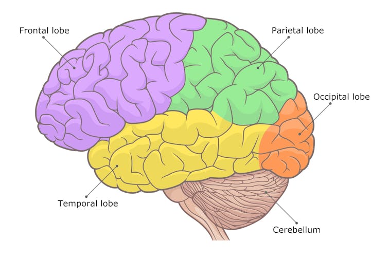 A simple illustration of a human brain with lobes and the cerebellum labelled.