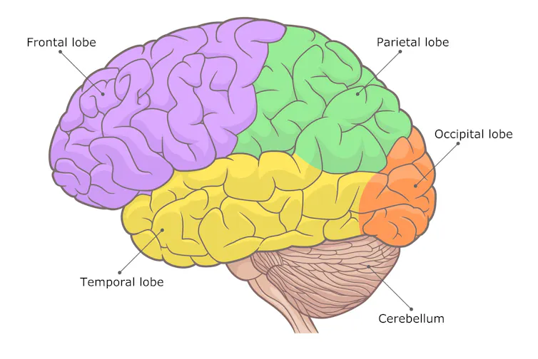 A simple illustration of a human brain with lobes and the cerebellum labelled.