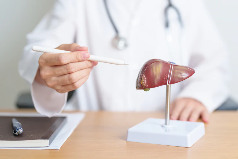 A doctor pointing to a model of a human liver.