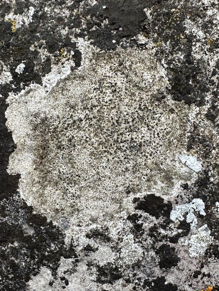 A grey stone lichen that can be likened in appearance to the surface of the Moon.