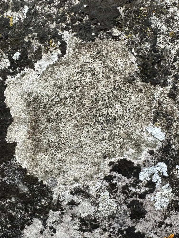 A grey stone lichen that can be likened in appearance to the surface of the Moon.