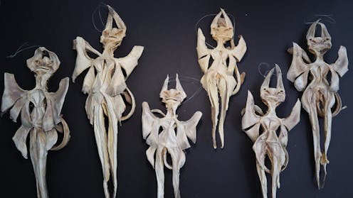 Trade in a mythical fish is threatening real species of rays that are rare and at risk