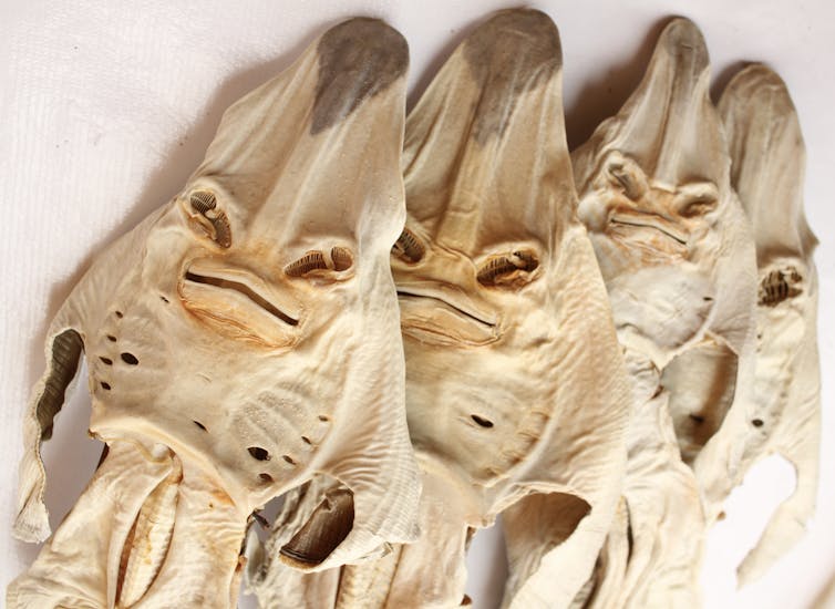 Three dried guitarfishes, each with two slanting, eye-like slits