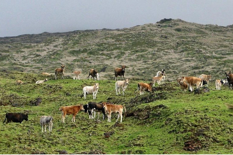 As vacas selvagens da Ilha Amsterdã