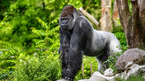 Who would win in a fight between 100 men and 1 gorilla? An evolutionary expert weighs in