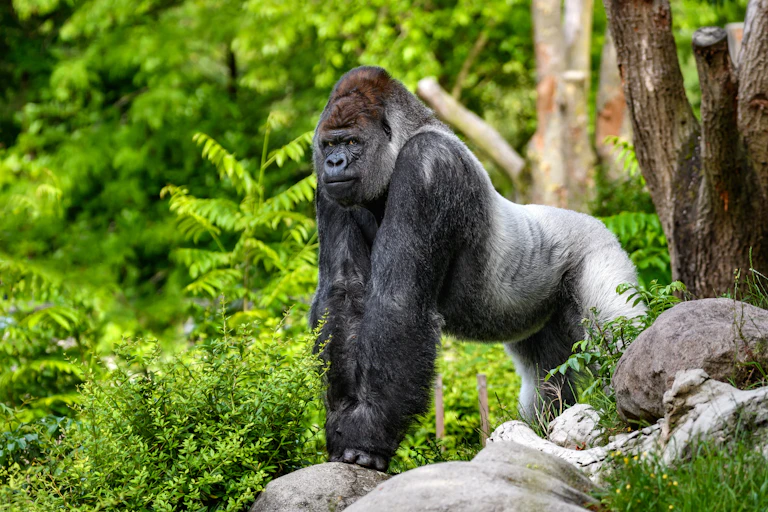 A large gorilla standing on a rock in a forest.