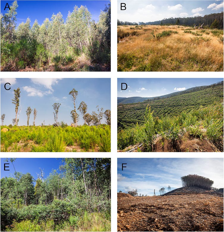 A composite image showing the different categories of vegetation growing on logged sites.