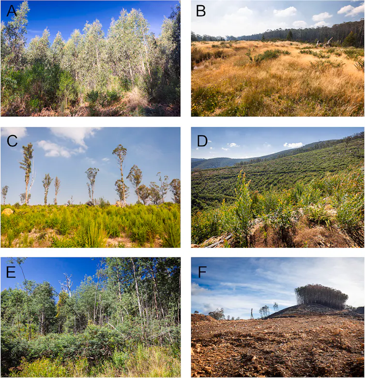 A composite image showing the different categories of vegetation growing on logged sites.