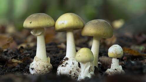 What is iNaturalist? The citizen science app playing an unlikely role in Erin Patterson’s mushroom murder trial