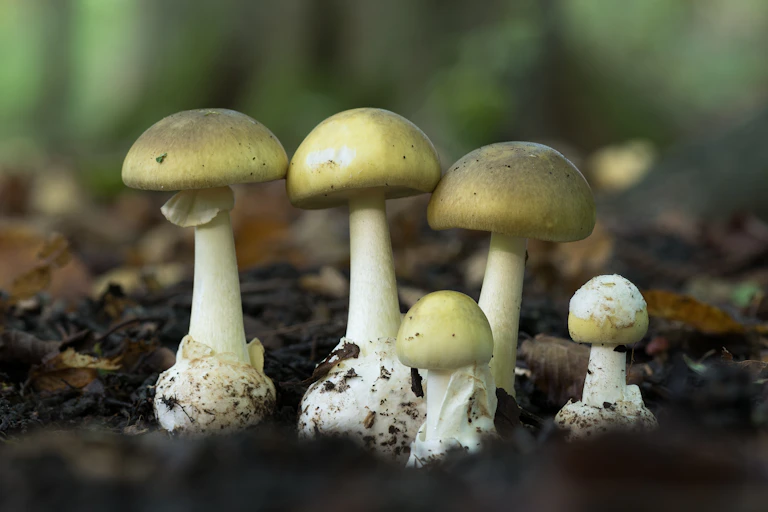A bunch of white and yellow mushrooms growing in the dirt.
