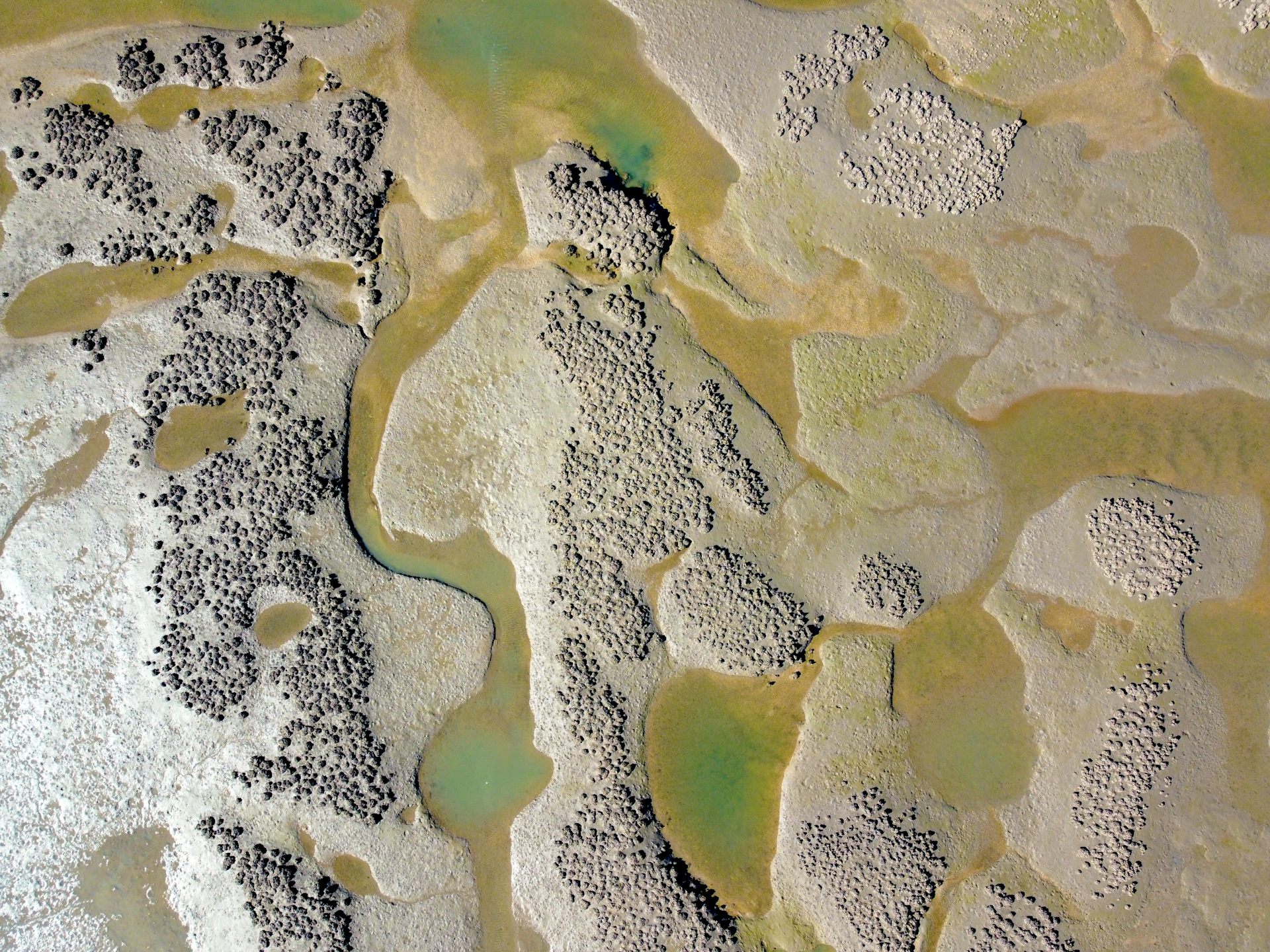 Newly discovered tropical oyster reefs are thriving across northern Australia &ndash; they deserve protection