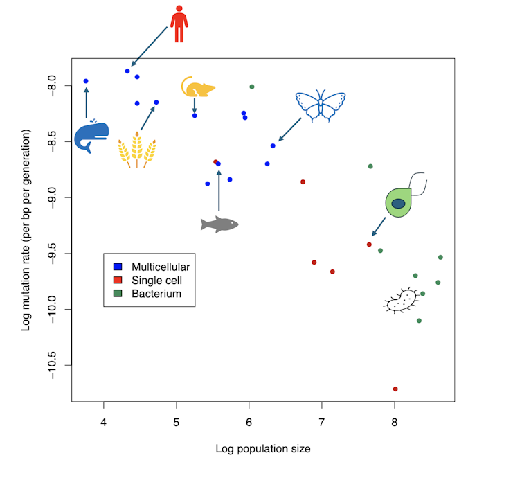 How did people evolve such rotten genetics? 1 file 20250501 68 kbtgs3.png?ixlib=rb 4.1