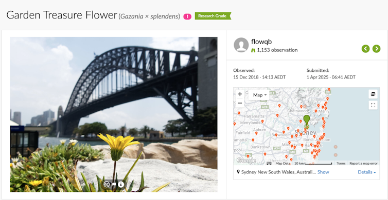 Picture of a yellow flower beside a map with pins where the flower has been found.
