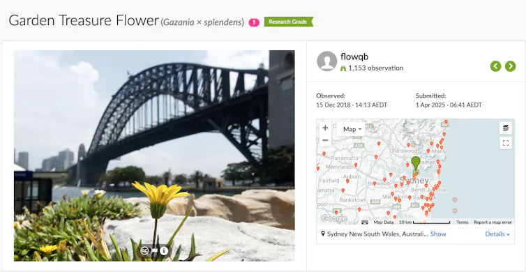 Picture of a yellow flower beside a map with pins where the flower has been found.