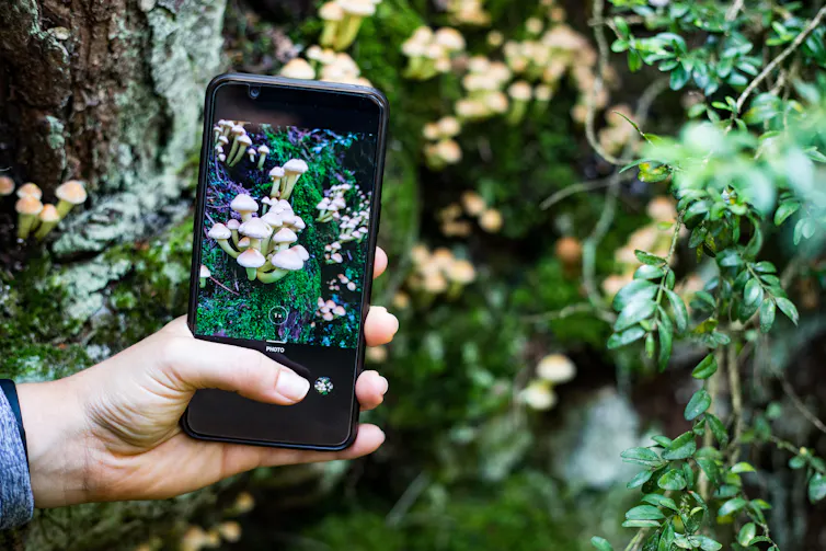 A person using their phone to take a photo of mushrooms in the woods.