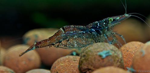 Scientists surprised to discover mayflies and shrimp making their bodies out of ancient gas