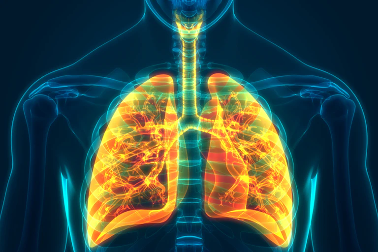 Coloured anatomical image of lungs