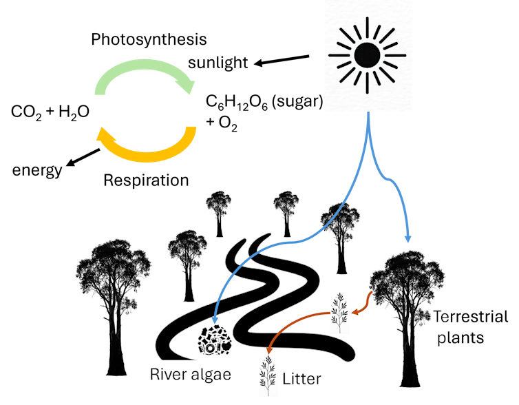 Carbon flows to rivers