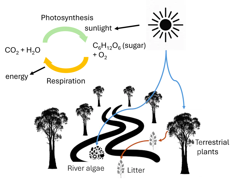 Carbon flows to rivers