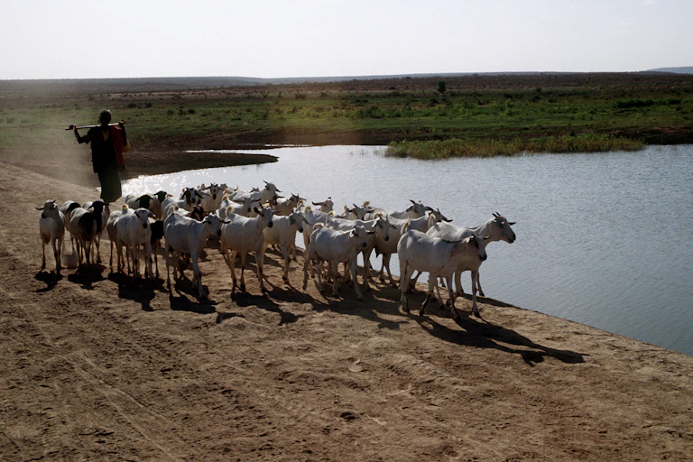 A person holding a stick, walking behind some goats on the sandy bank of a dam