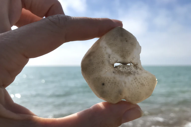 hand holding urchin skeleton, sea in background