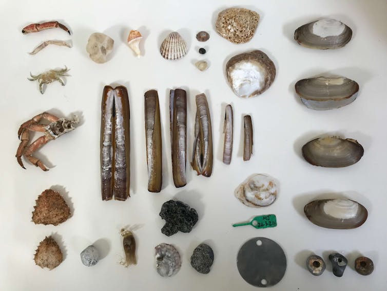 flatlay of shells and other washed up natural remnants from the seashore