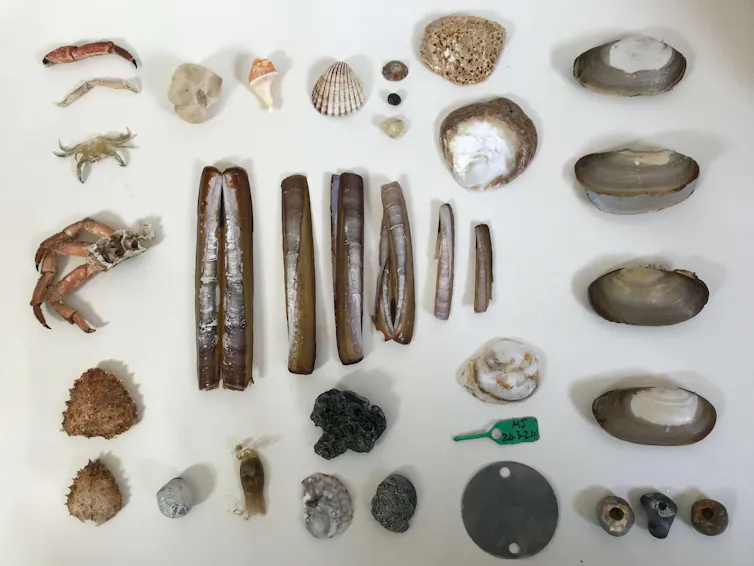 flatlay of shells and other washed up natural remnants from the seashore