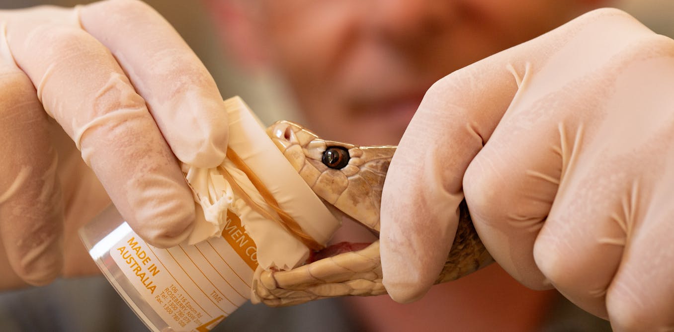 Man injecting snake venom