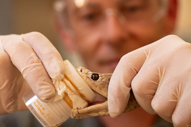 A man holds the open head of a Coastal Taipan over a pee jar with a membrane across the open top and a liquid (venom) at the bottom of the jar.