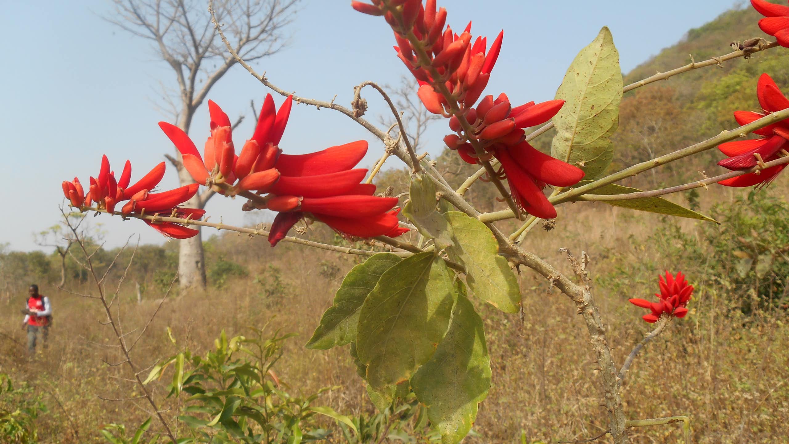 Un ouvrage botanique révèle le fabuleux trésor végétal du Burkina Faso et du Mali
