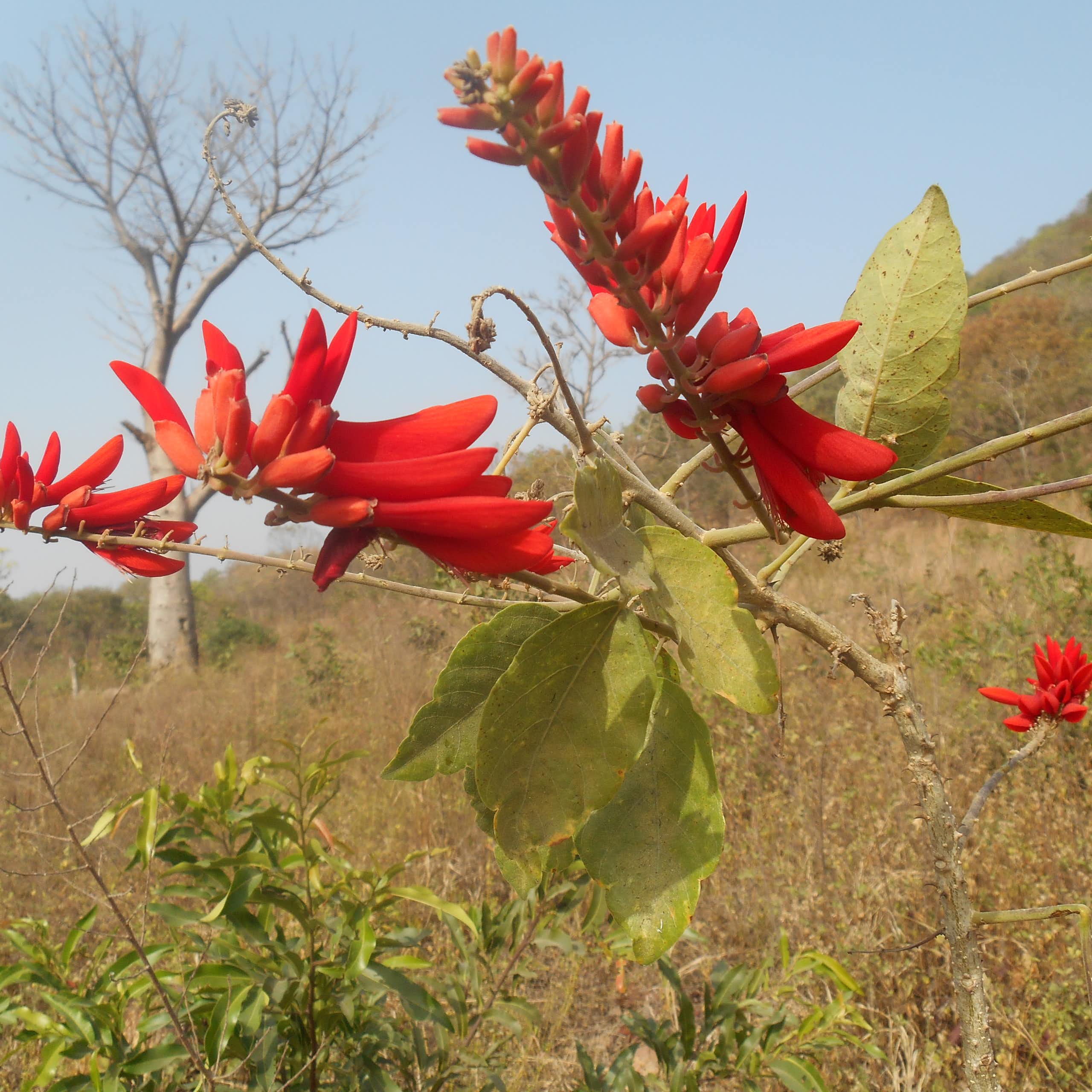 Un ouvrage botanique révèle le fabuleux trésor végétal du Burkina Faso et du Mali