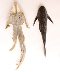 View from above of a dried white fish and a dark fish with a rounded head