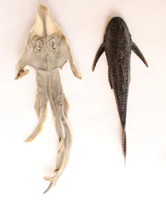 View from above of a dried white fish and a dark fish with a rounded head