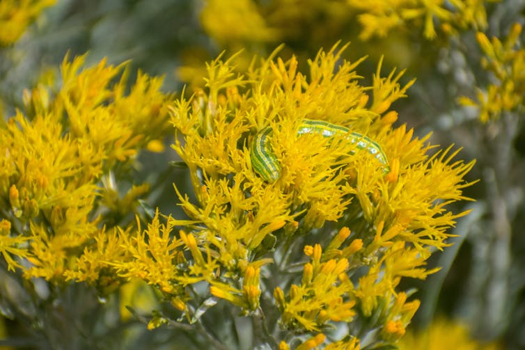Green caterpillars on a yellow flower.