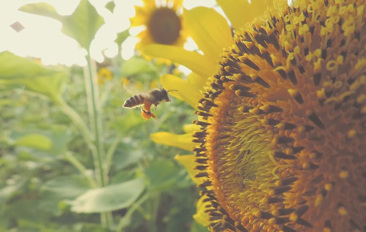 A bee hovers near a sunflower in a field.