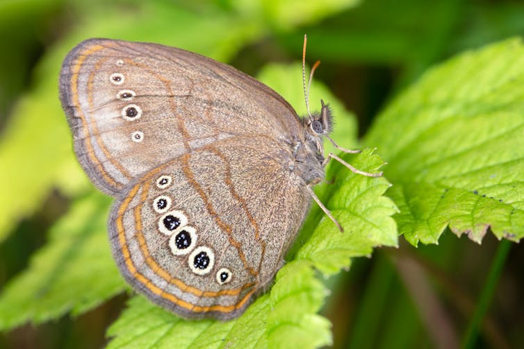 A brown butterfly with prominent spots on its wings sits on a leaf.