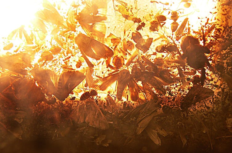 El molino y otros insectos se acumulan en una caja brillante.