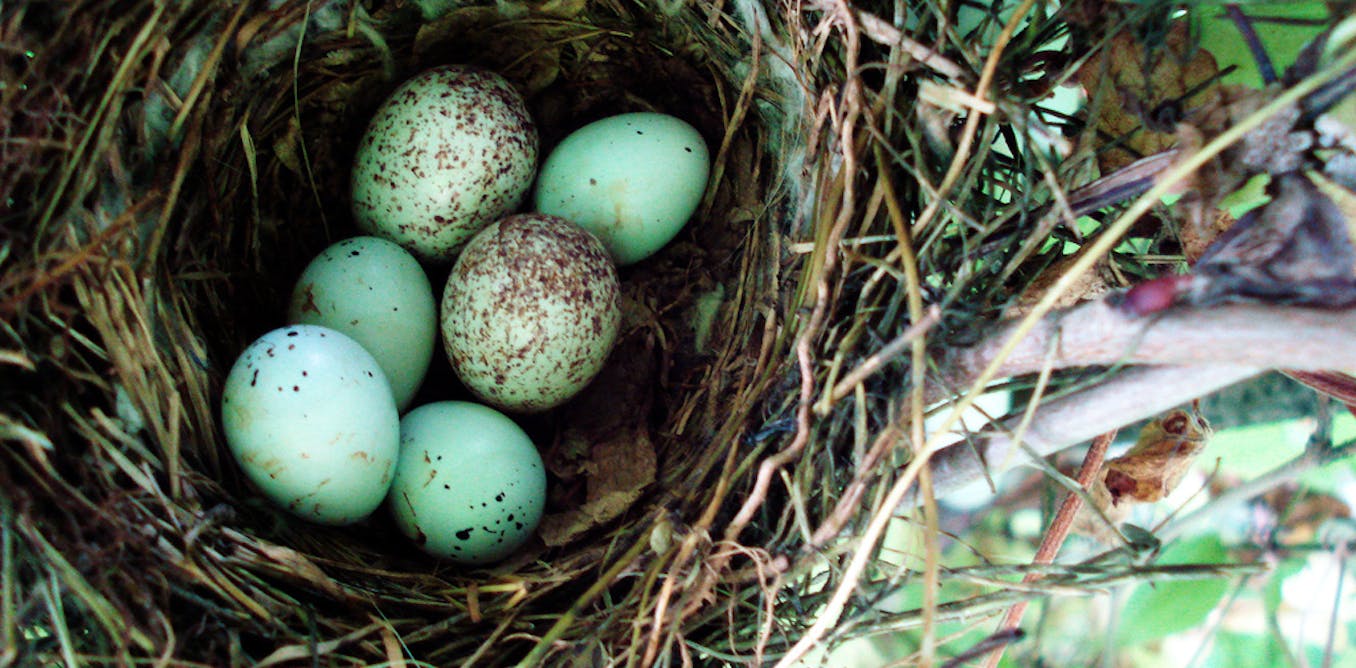 Empty shell or nest egg: what next for climate finance after durban?