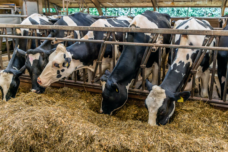 Vacas comiendo paja en un establo de ganadería industrial