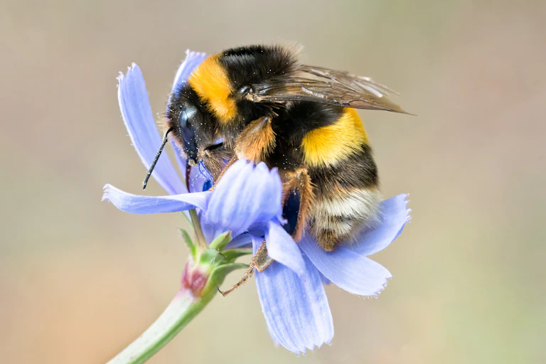 Uma abelha em uma delicada flor roxa. A abelha é quase tão grande quanto a flor.