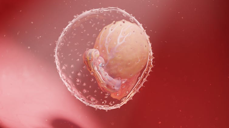 The best way to remedy the issues from the foundation because of the embryological 1 3D recreation of human embryos