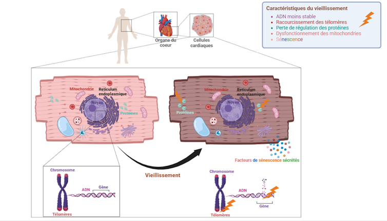 What ties between center failure and center getting old? Large mechanisms 2 The diagram shows various changes that the organism cell subject to age