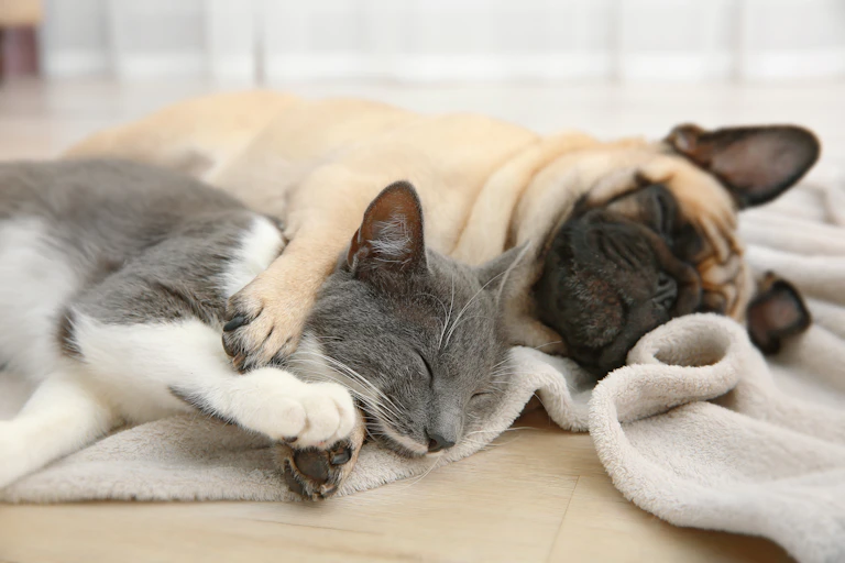 Gato e cachorro dormindo enrolados em um cobertor