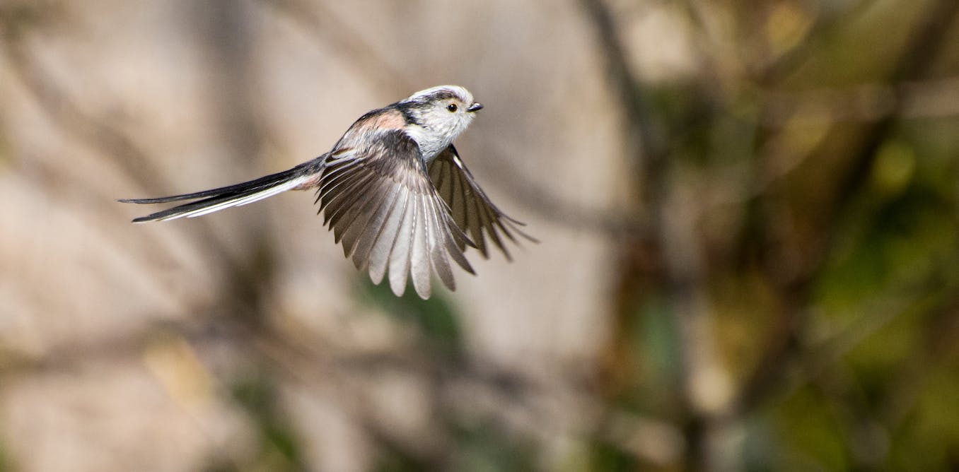 For long-tailed tits, it really does take a village For long-tailed tits, it really does take a village