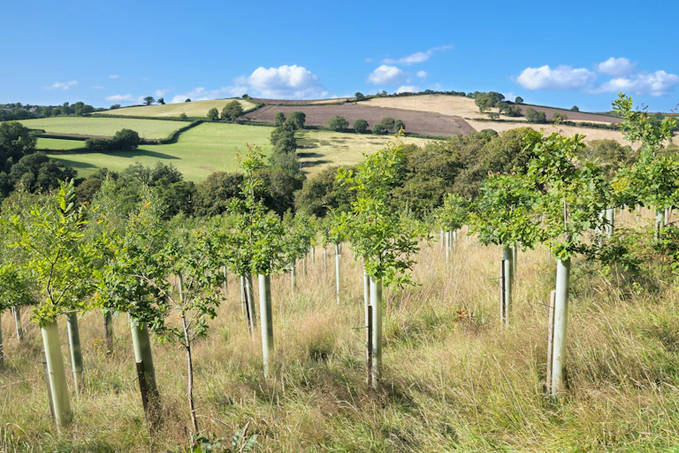 Trees planted in English countryside