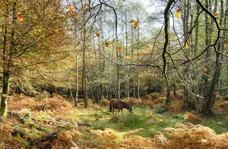 pony in forest