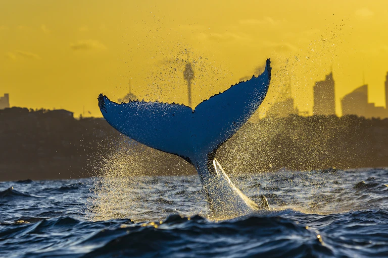 A whale tail with the Sydney skyline in the background at sunset.