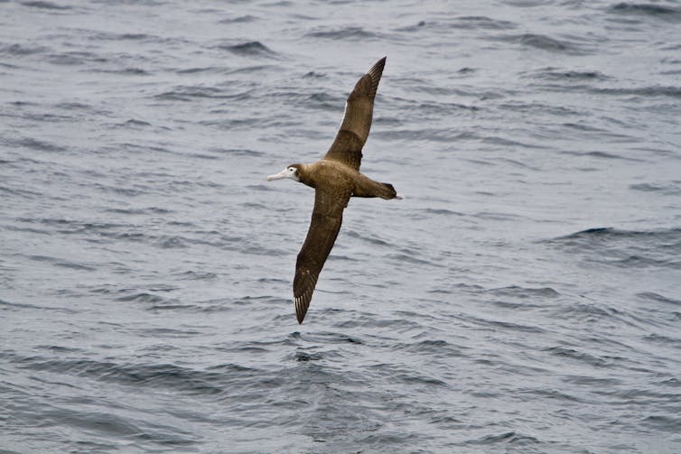 Grey seabird flying over the ocean.