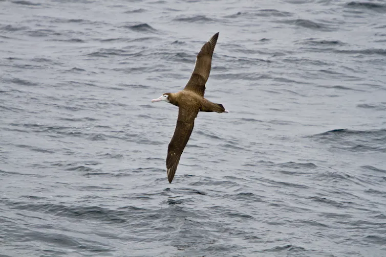 Grey seabird flying over the ocean.