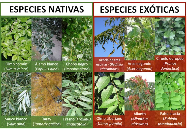 árboles nativo y exóticos de la Península Ibérica